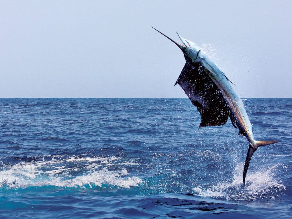 Caribbean Fishing Packages