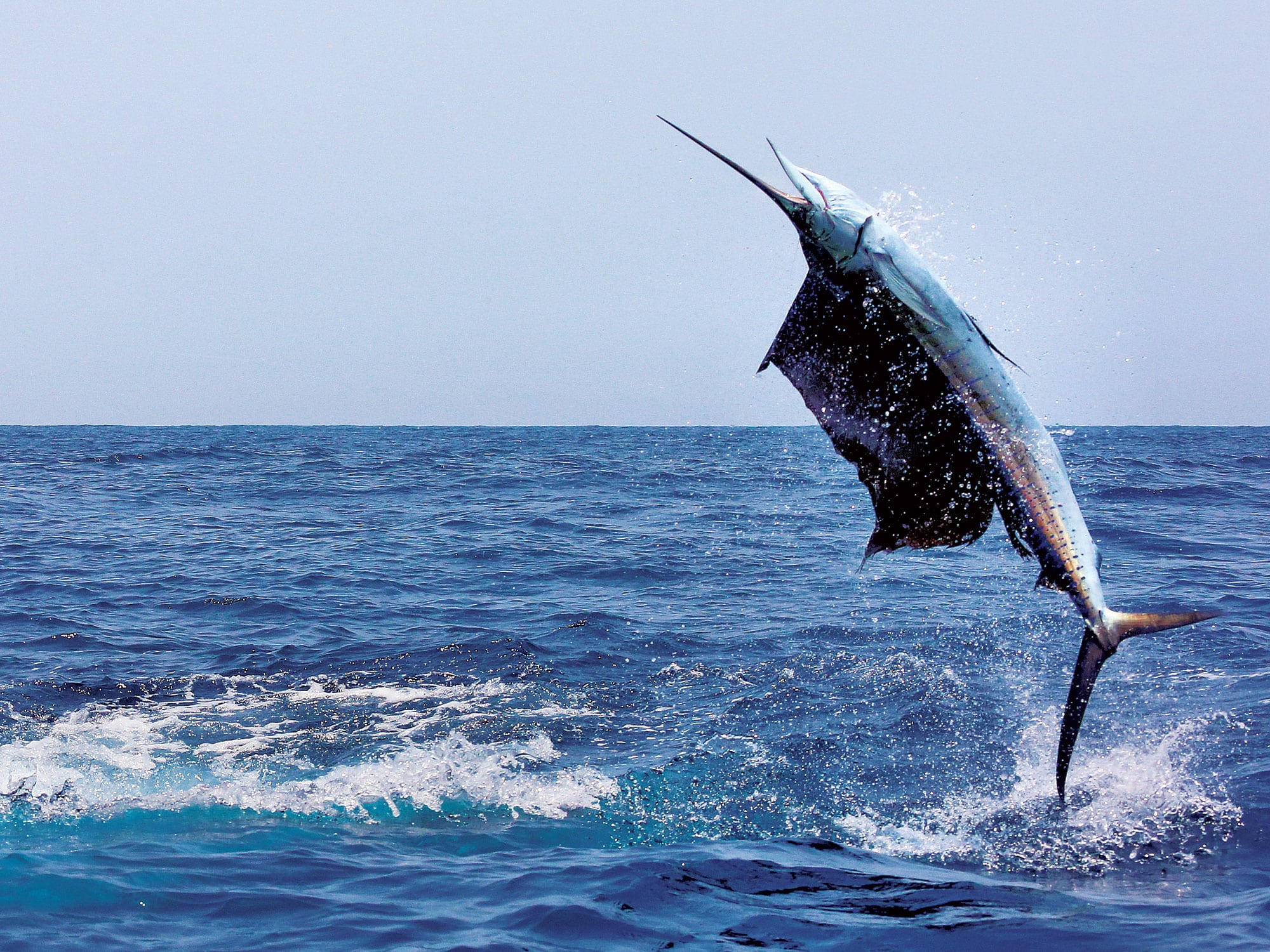 Caribbean Fishing Packages - Best Costa Rica Fishing Vacations